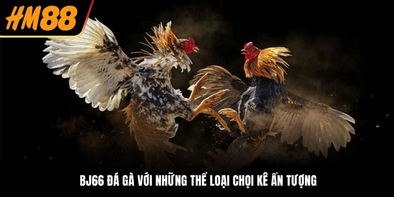 BJ66 đá gà với những thể loại chọi kê ấn tượng