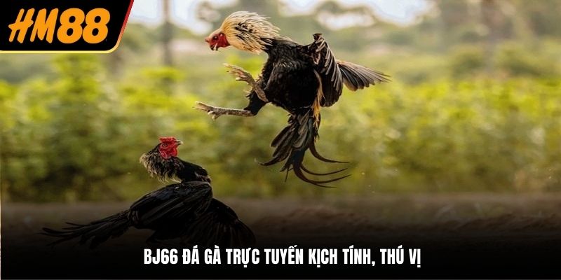 BJ66 đá gà trực tuyến kịch tính, thú vị