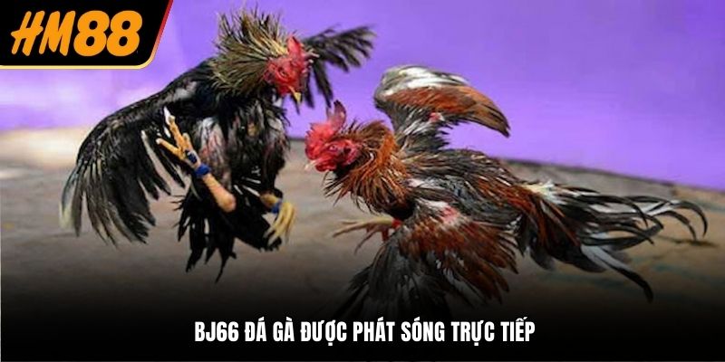 BJ66 đá gà được phát sóng trực tiếp