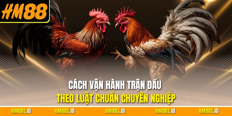 Cách vận hành trận đấu theo luật chuẩn chuyên nghiệp