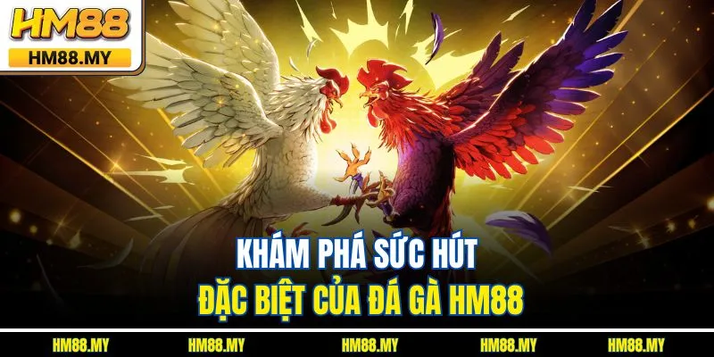 Khám phá sức hút đặc biệt của đá gà HM88