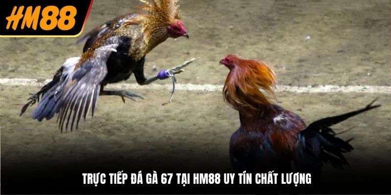 Trực tiếp đá gà 67 tại HM88 uy tín chất lượng