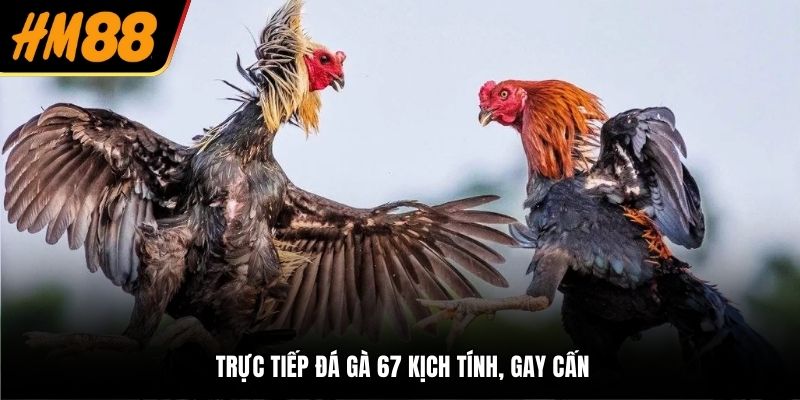 Trực tiếp đá gà 67 kịch tính, gay cấn