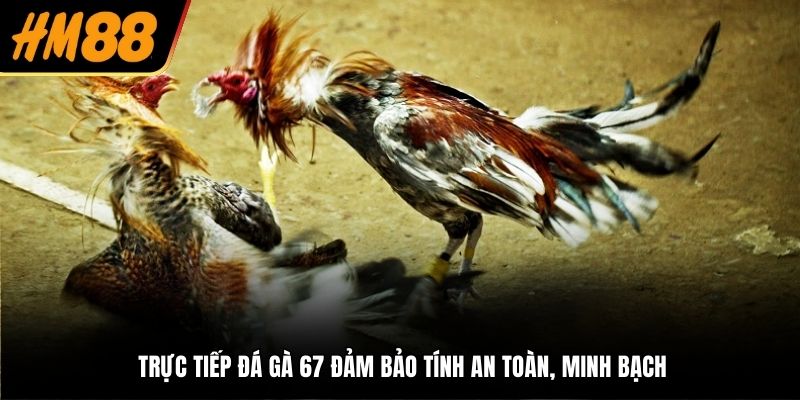 Trực tiếp đá gà 67 đảm bảo tính an toàn, minh bạch